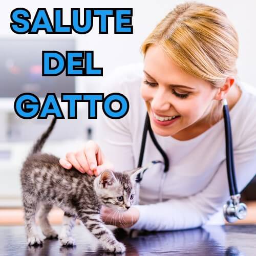 Salute gatto